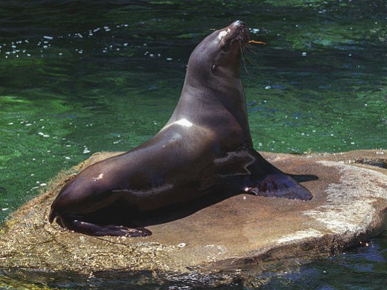 a seal located in a body of water
